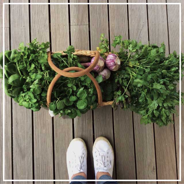 Looking down at a basket of freshly picked herbs